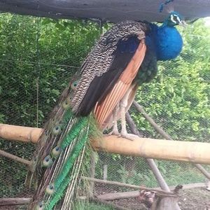 Meet your Posher, Diego fernando